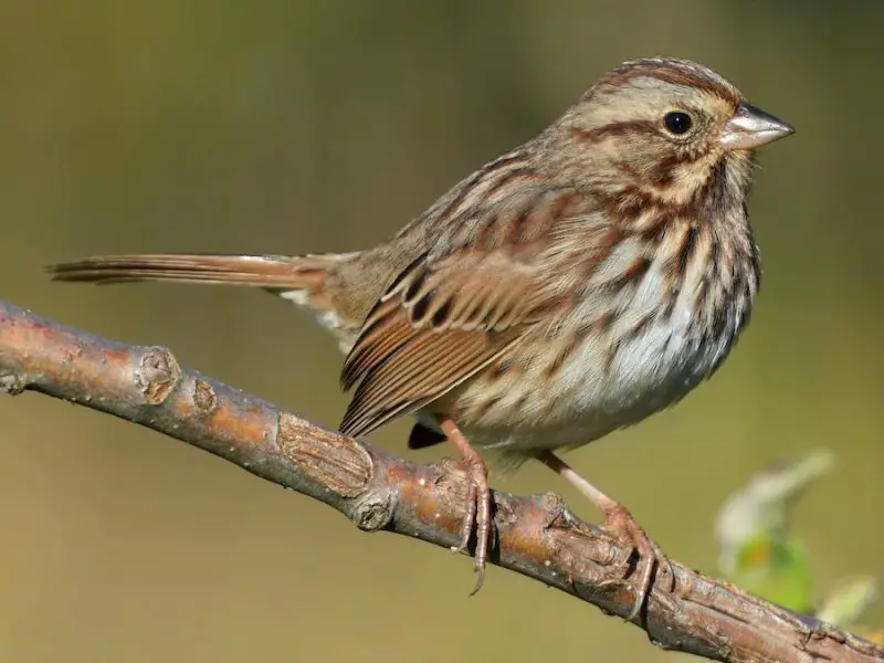 9 Beautiful Sparrows That Spend Winter in Ohio