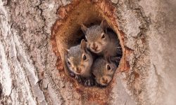 10 Common Bird Feeder Predators to Watch For