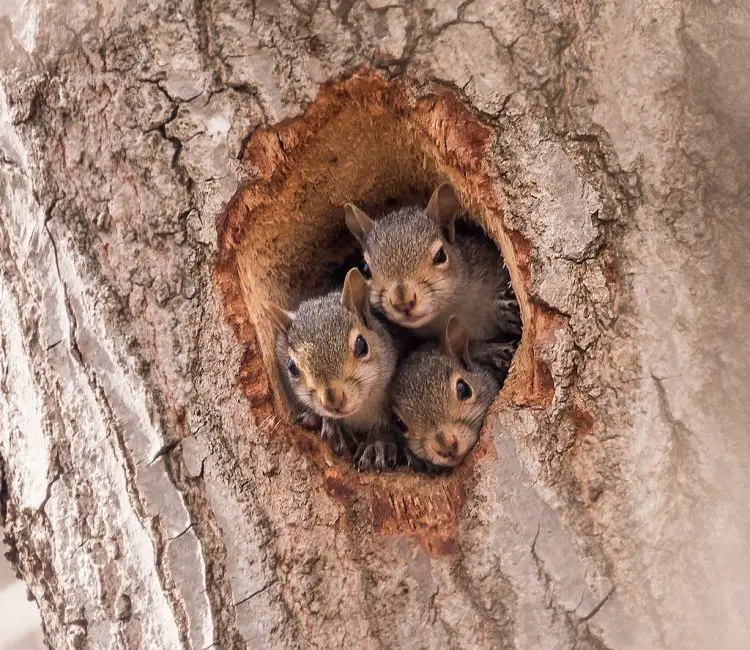 10 Common Bird Feeder Predators to Watch For
