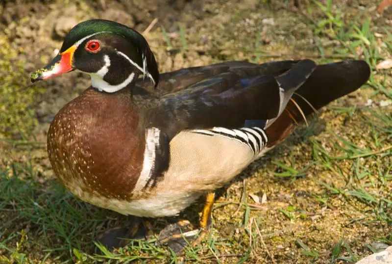 15 Awesome Birds That Live in Swamps