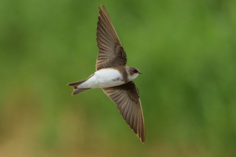  7 Swallows Bringing Life to Michigan’s Skies