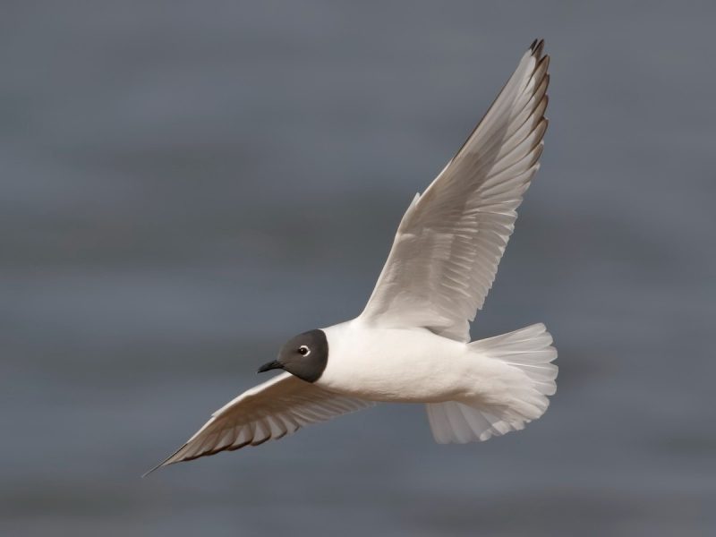 23 Gull Species in Texas