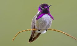 7 Types of Rare & Vagrant Hummingbirds in Michigan Waters