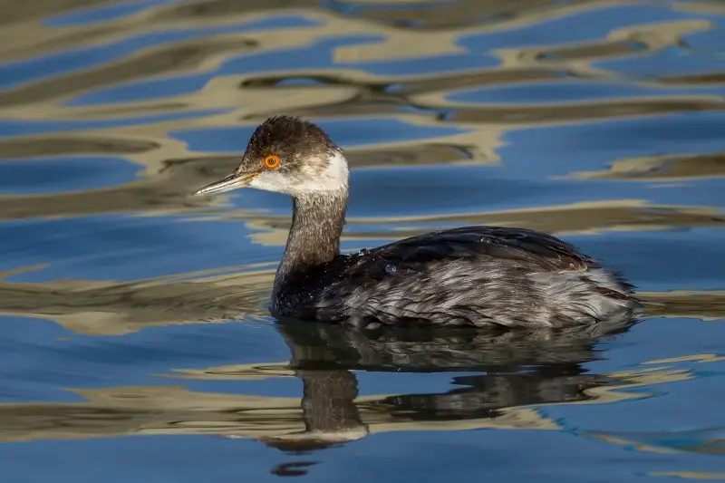 6 Types of Grebes Found in Michigan Waters