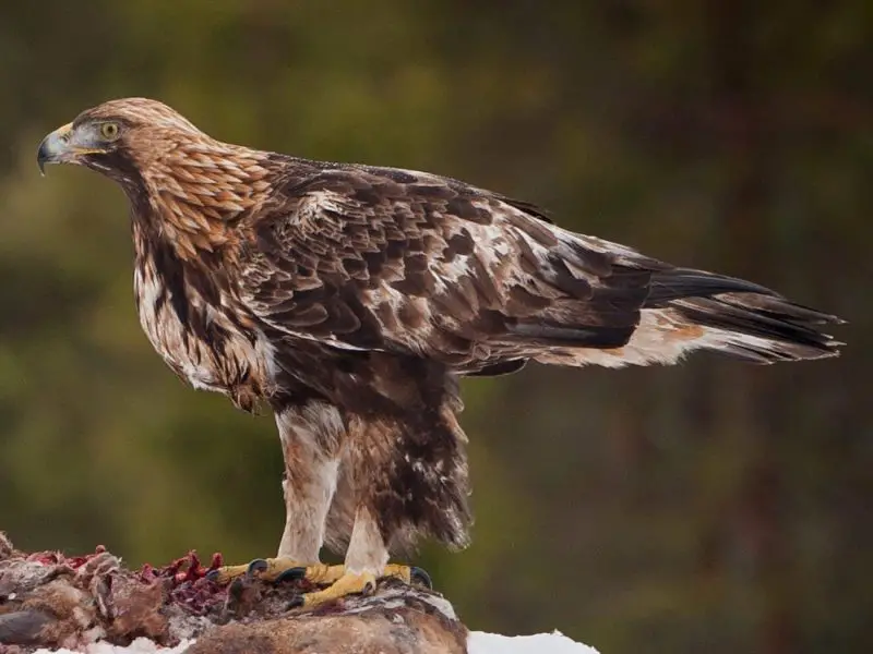 Discover the 7 Vultures Soaring Above Ohio