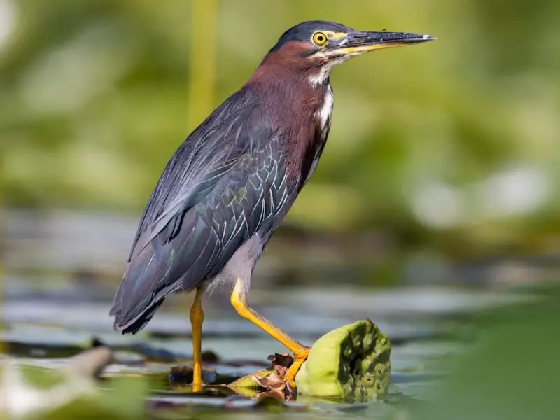 15 Awesome Birds That Live in Swamps