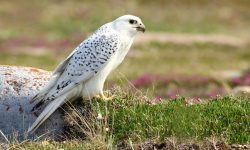 Falcons in North America (5 Amazing Species)