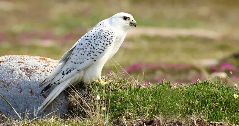 Falcons in North America (5 Amazing Species)