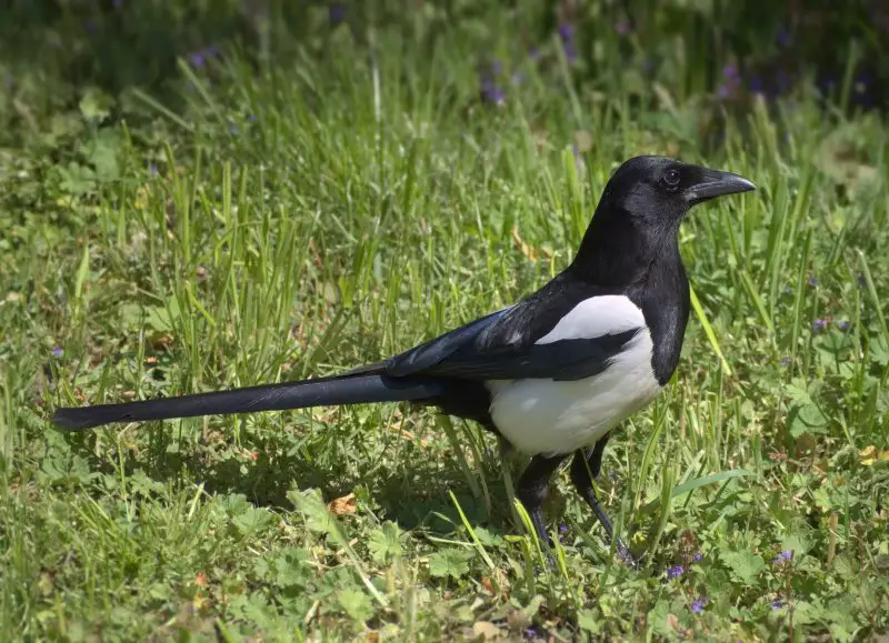 15 Birds Like Crows 