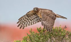 10 Species of Hawks in Washington State