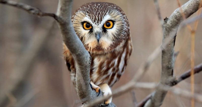 Owls in Nevada