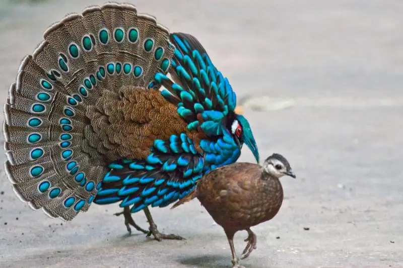 7 Most Stunning Pheasant Species in the World 