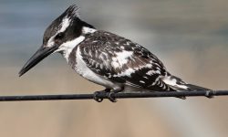 Ohio’s Surprise Guests: 5 Accidental Kingfishers Worth Watching