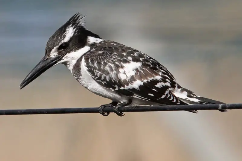 5 Accidental Kingfishers Worth Watching