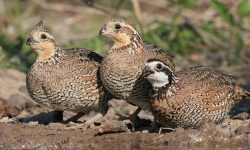 32 Species of American Quail
