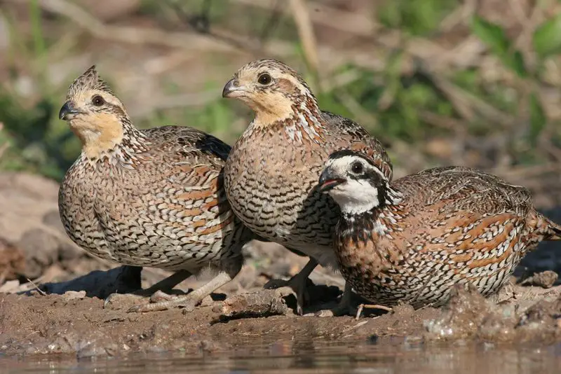 32 Species of American Quail