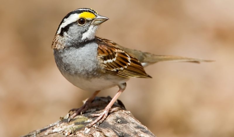 9 Beautiful Sparrows That Spend Winter in Ohio