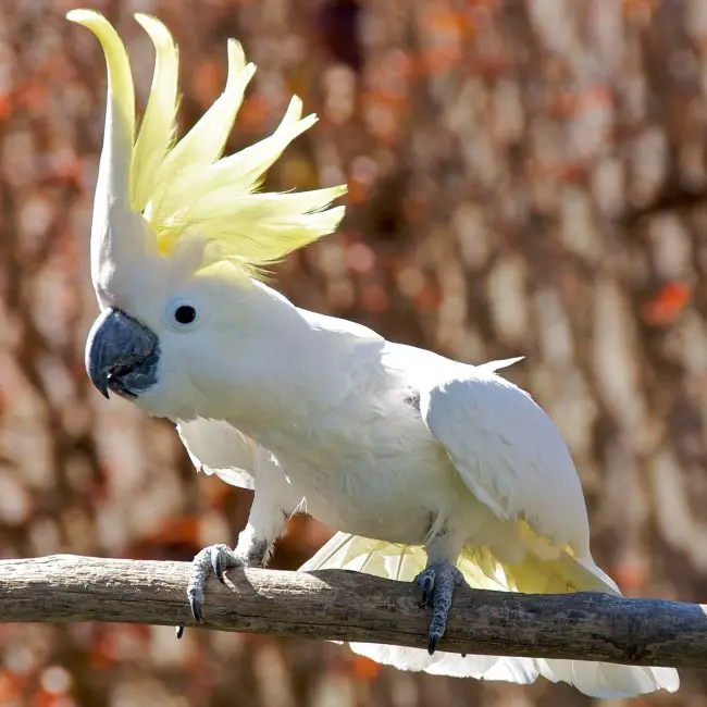 15 of the Longest Living Birds on Earth