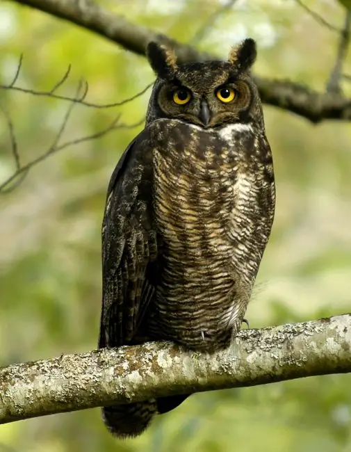 15 of the Most Dangerous Birds in the World!