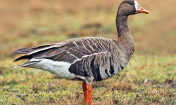 7 Wild Goose Species in Michigan (with pictures)