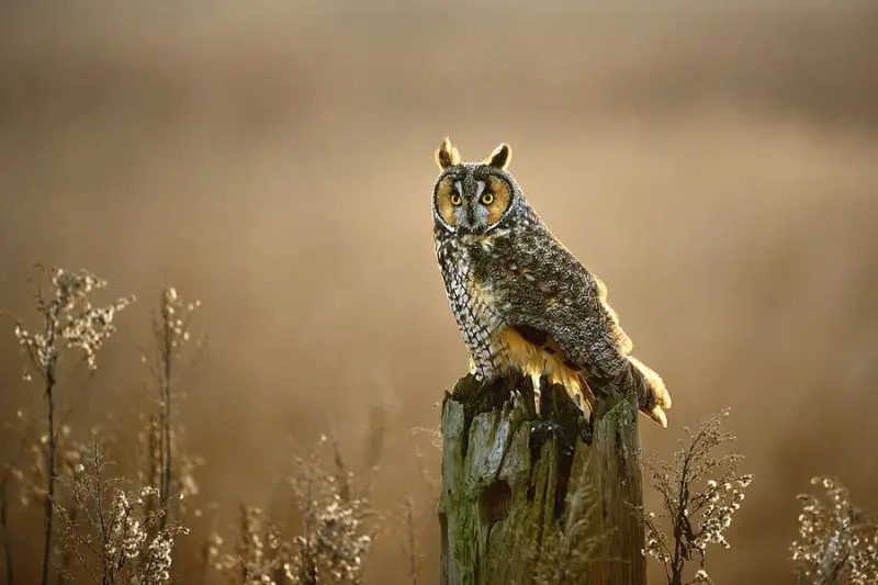 Owls in Nevada