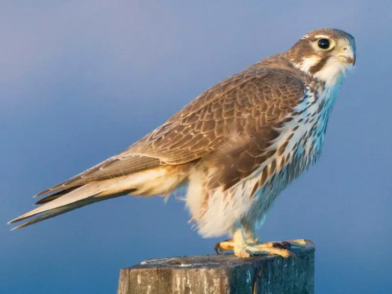 Falcons in North America (5 Amazing Species)