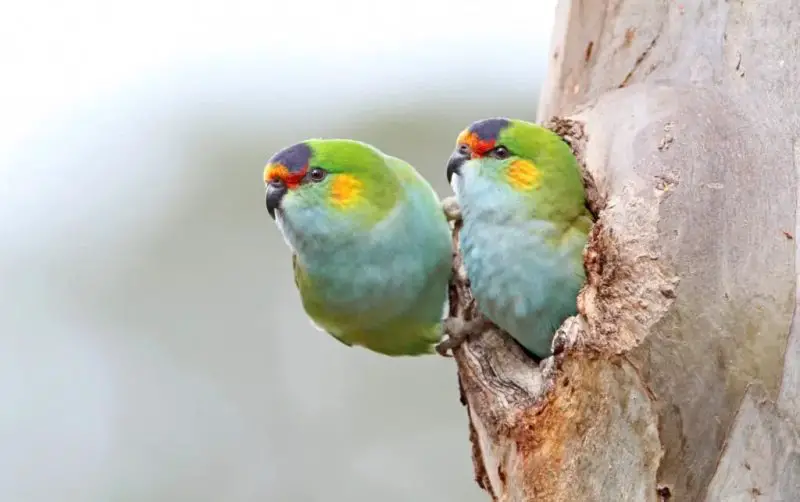 10 Stunning Birds with Purple Heads