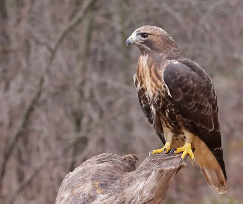 Discover the 7 Vultures Soaring Above Ohio
