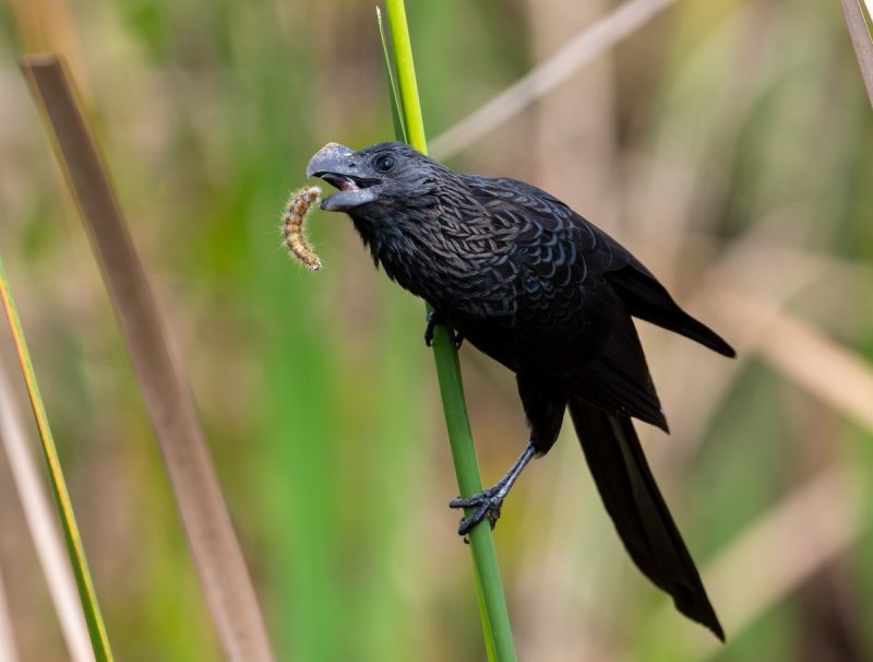 7 Cuckoo Species in Texas