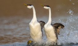6 Types of Grebes in Michigan Waters (with pictures)