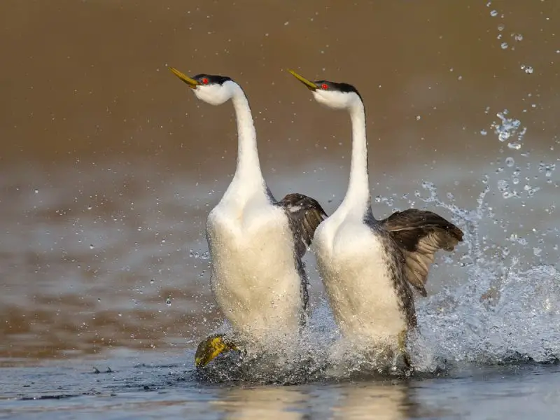 6 Types of Grebes Found in Michigan Waters