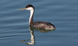 6 Species of Grebes in Michigan (with pictures)