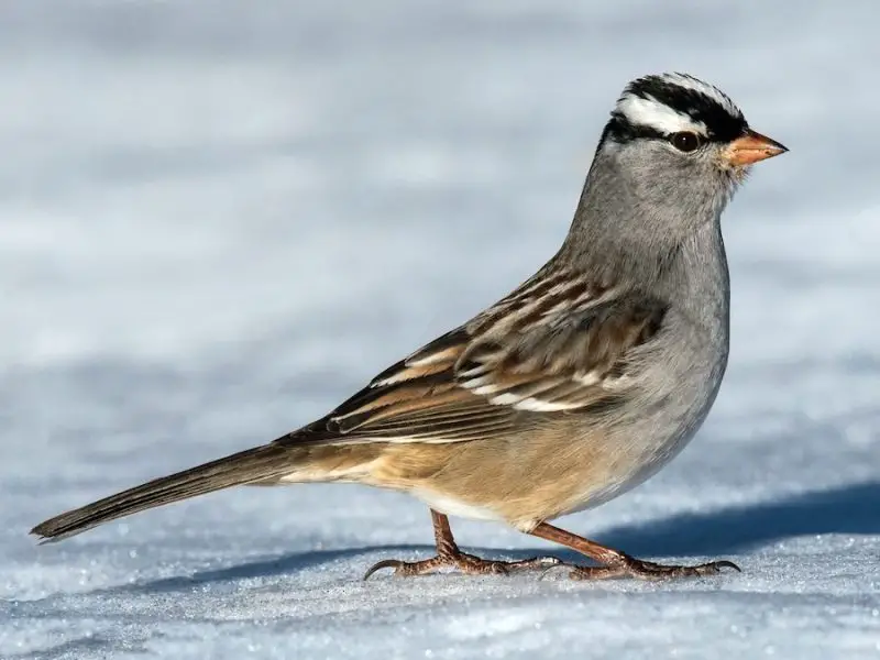 9 Beautiful Sparrows That Spend Winter in Ohio
