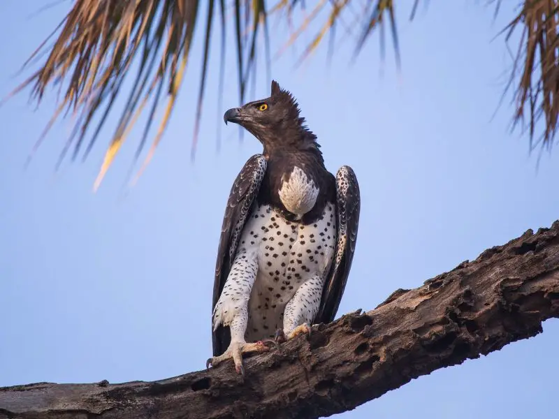 15 of the Most Dangerous Birds in the World!
