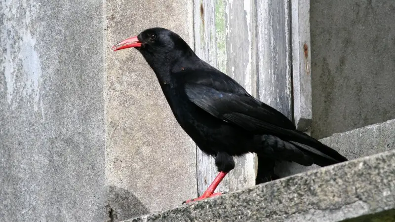 15 Birds Like Crows 