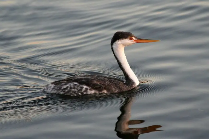 6 Types of Grebes Found in Michigan Waters