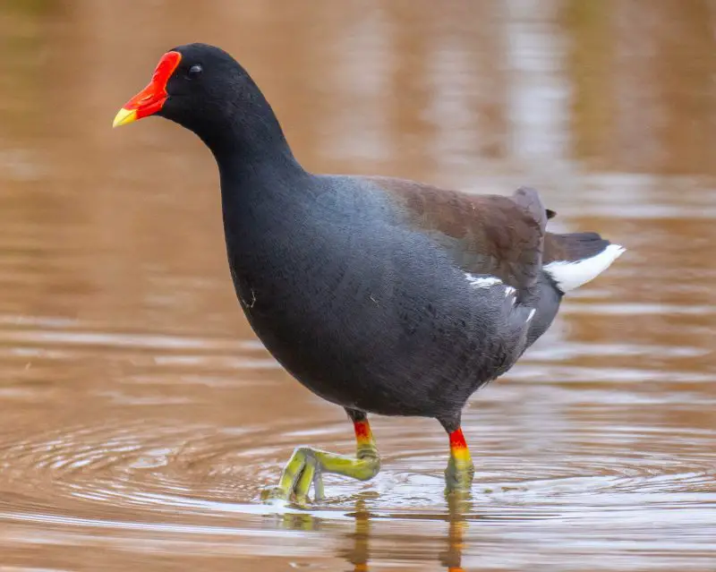 11 Types of Rails and Marsh Birds in Michigan