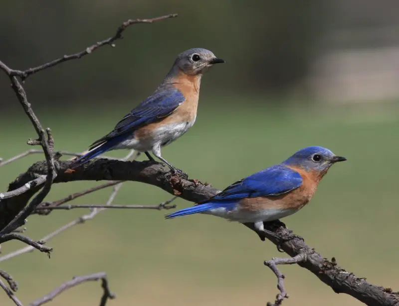 Top 12 Most Colorful Birds in Ohio