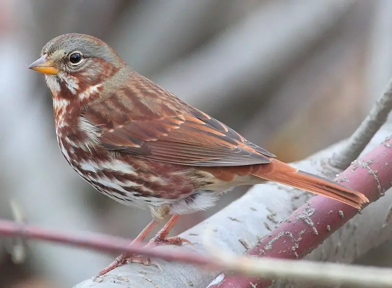 9 Beautiful Sparrows That Spend Winter in Ohio