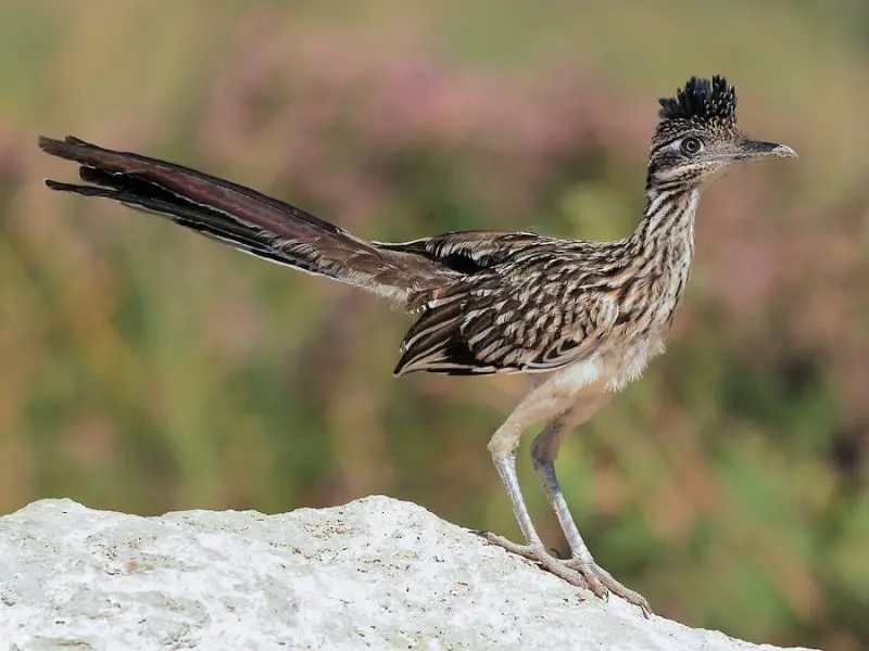 7 Cuckoo Species in Texas