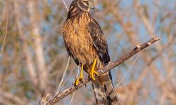 8 Species of Hawks in South Carolina (Pictures)