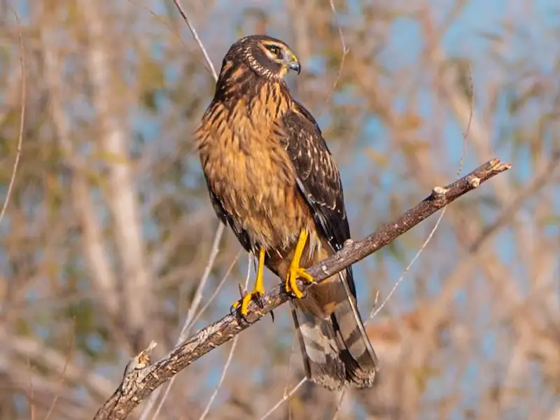 8 Species of Hawks in South Carolina