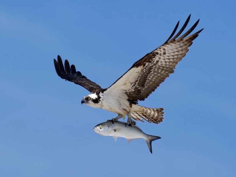 Discover the 7 Vultures Soaring Above Ohio