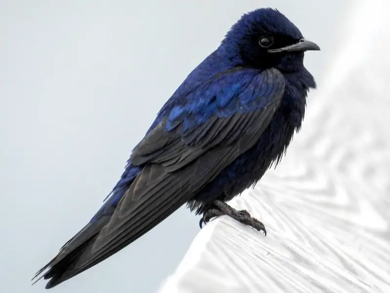  7 Swallows Bringing Life to Michigan’s Skies