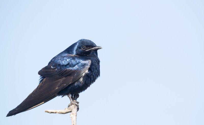 Meet 7 Stunning Swallows Found in Ohio