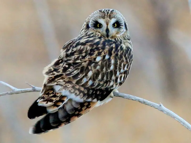 Owls in Nevada