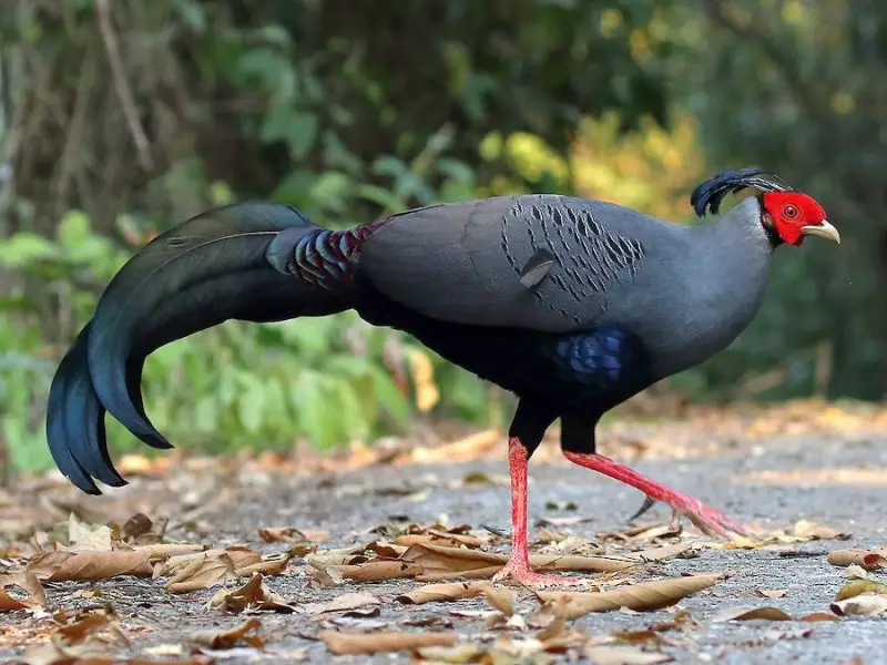 7 Most Stunning Pheasant Species in the World 