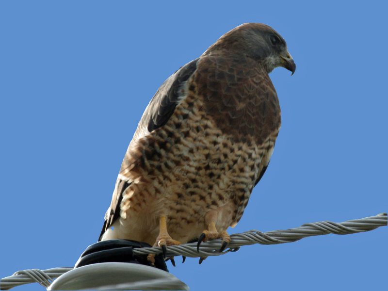 10 Species of Hawks in Washington State