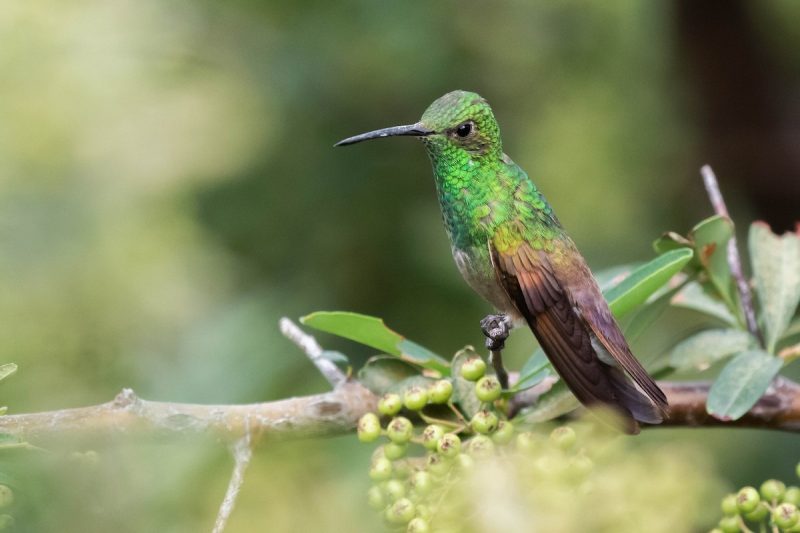 7 Types of Rare & Vagrant Hummingbirds in Michigan Waters
