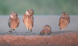 Owls in Nevada (12 Species With Pictures)